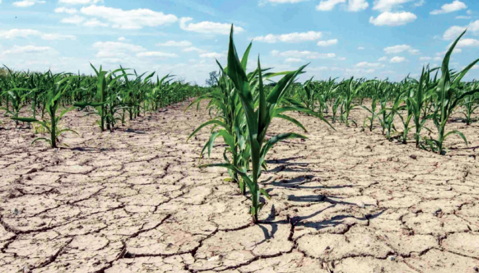 Stress hydrique : quand l'efficacité agricole crée un «paradoxe de l'eau